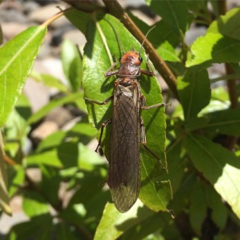 11265479_970157789742394_6760491101798939560_n