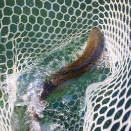 11722235_1032422740182565_4451760461783594322_o