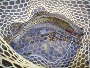 12472252_1165834383508066_3994473438432162798_n