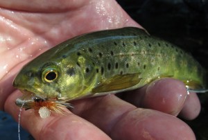 A baby brown trout from a small blue line.