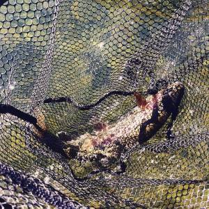 Healthy wild upper river rainbow on the nymph.  Keeping them wet!